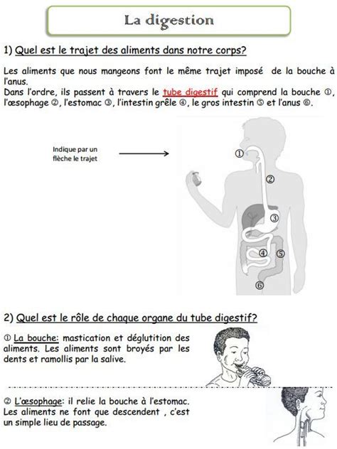 Séquence sur la respiration, cm1. L'appareil digestif | Appareil digestif, Science, Sciences cm1