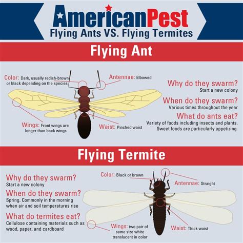 Flying Ants Vs Termites