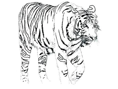 Tiger coloring pages are wild big cats known for their majestic appearance and stripped coats. Baby White Tiger Coloring Pages at GetColorings.com | Free ...