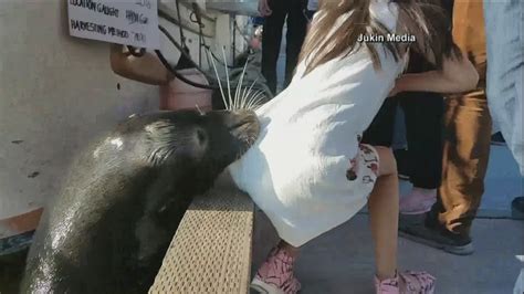 Caught On Camera Sea Lion Grabs Girl And Pulls Her Into Water
