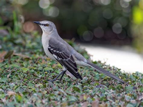 21 Bird Types That Start With M With Photos Bird Nature