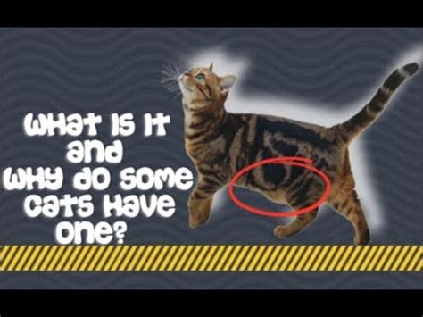It allows for full bodily extension when your cat runs, thus while all cats have a primordial pouch, obesity is unfortunately a growing problem amongst domestic pets. Is this normal? Cats | The Primordial Pouch - YouTube
