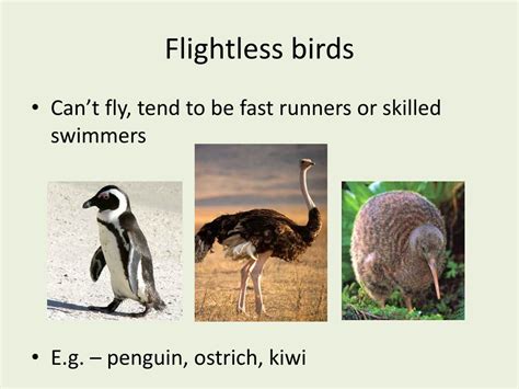 Ppt Class Aves Flyers Birds Powerpoint Presentation Free