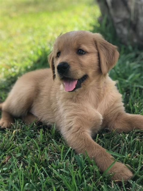 √√ Golden Retriever Puppies North Carolina Usa Buy Puppy In Your Area