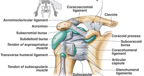 Your tendons, ligaments and muscles are responsible for your everyday movements. Shoulder Muscles Diagram Labeled - Labeled Anatomy Chart ...