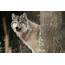 Friction Between Wolf Hunters And Protectors Rises  The New York Times
