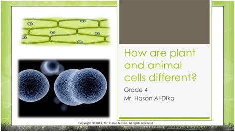 Distinguish between plant and animal cells. Differences Between Plant and Animal Cells