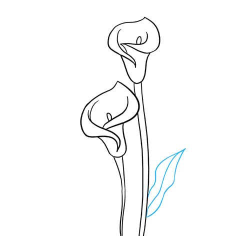 How To Draw A Calla Lily Really Easy Drawing Tutorial