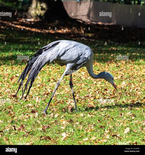 The Blue Crane Grus Paradisea Is An Endangered Bird Specie Endemic To