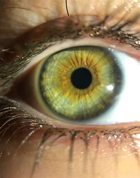 Yellow Green Eyes Hazel Green Eyes Hazel Eyes Olive Green Eyes