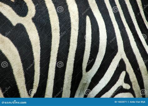 Zebra Stripes Royalty Free Stock Photo 7502223