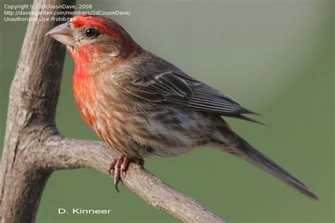 Detailed Information On House Finch Haemorhous Mexicanus