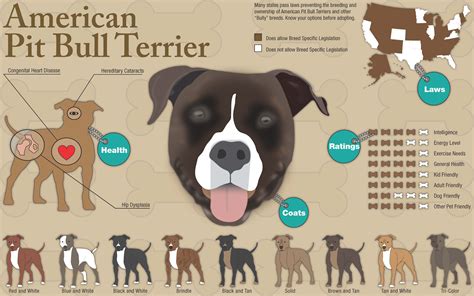 Energetic And Loyal American Pit Bull Terrier
