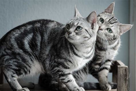 American Shorthair Cat Breed Characteristics Behavior Diet And Grooming Tips