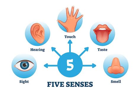 Premium Vector Five Senses Labeled Scheme To Receive Sensory