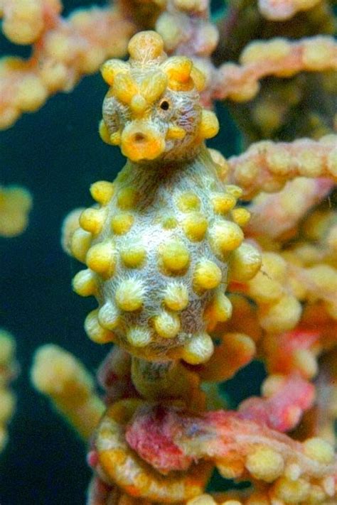 The Amazing Pygmy Seahorse Feed2know Seahorse Sea Dragon Animals