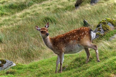 40 Sika Deer Ireland Stock Photos Pictures And Royalty Free Images Istock