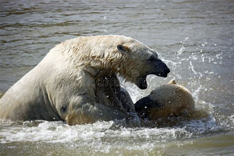 Polar Bears Play Fighting At A Wildlife Park Stock Photo Image Of