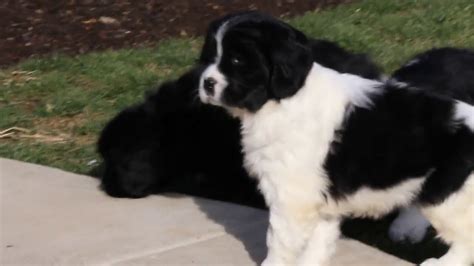 They make great family pets getting your newfoundland puppy used to having their mouth, paws, and ears handled early on will make grooming a much easier experience as they grow. Newfoundland Mix Puppies For Sale - YouTube