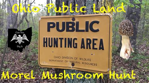 Mushroom Hunting Ohio Public Land Youtube