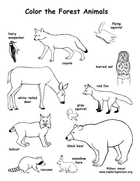 Forest Animal Coloring Pages For Kids At Free