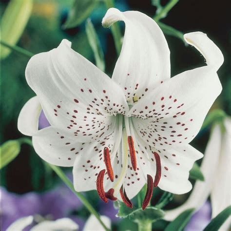 Get Lily White Tiger Summer Flowering Bulb Lilium In Mi At English