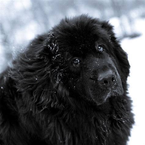 Newfoundland Dog Newfoundland Breed Newfoundland Puppies