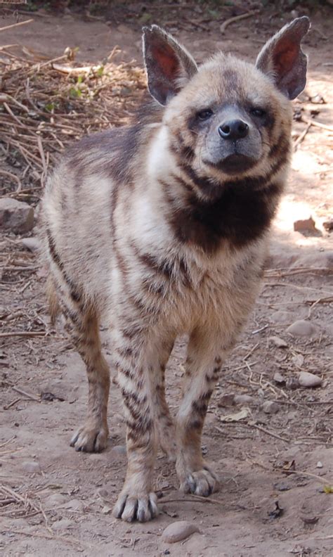 Striped Hyena Wikipedia