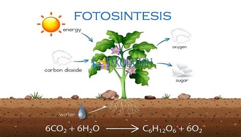 Fotosintesis Pengertian Fungsi Faktor Reaksi Dan Hasil Fotosintesis