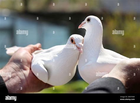 White Breeding Pigeons Man Holds In His Hands Stock Photo Alamy