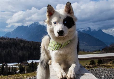 yakutian laika dog breed characteristic daily  care facts
