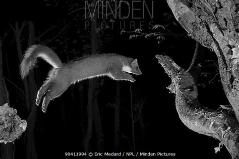 Pine Marten Stock Photo Minden Pictures