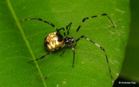 Cobweb Spider Theridiidae From Ecuadoran Flickr