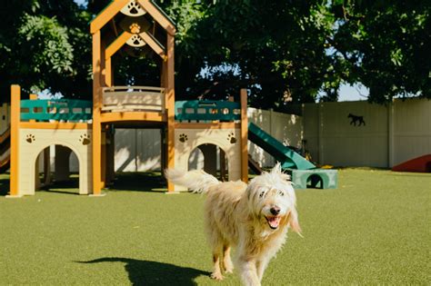 A New Playground For Dogs And Their Pet Humans To Open In Sacramento