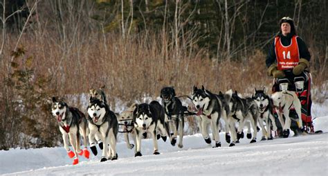 Ready To Run North Country Sees Return Of Long Gone Sled Dog Racing