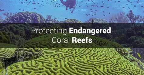 Protecting Endangered Coral Reefs Pme