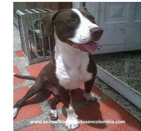 Pitbull Blanco Con Cafe : Blanco Presenta Freckles | Cartrisdge Wallpaper