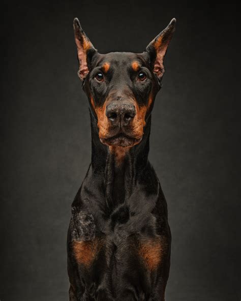 Dog Photography Gallery Portraits Of Dogs By Vancouver Fine Art