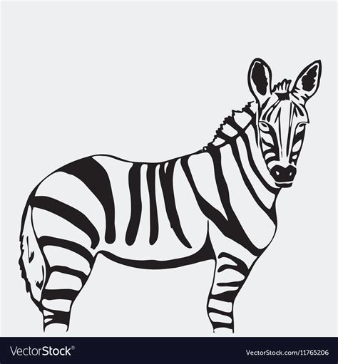 Hand Drawn Pencil Graphics Zebra Stencil Style Vector Image