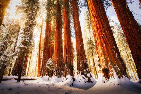 Sequoia National Park | Sequoia national park, National parks, Sequoia national park california
