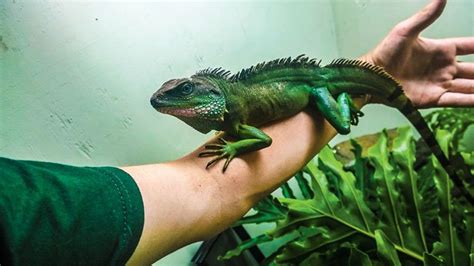 Chinese Water Dragon Care And Information Reptiles Magazine