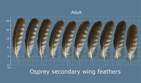 The Feather Atlas Feather Identification And Scans Us Fish And