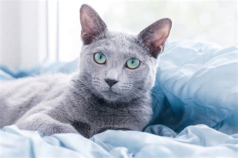Russian Blue Cat Breed Information Your Cat