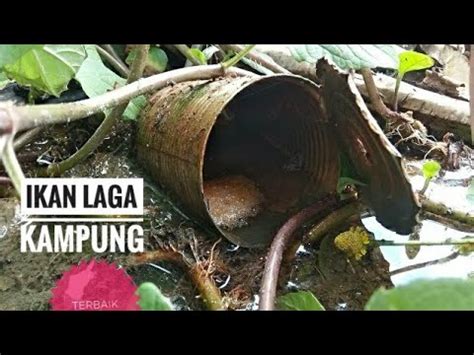 Ikan cupang merupakan salah satu ikan hias yang mudah dipelihara. Ikan laga kampung terbaik - YouTube