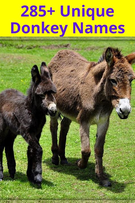 285 Unique Donkey Names And Other Names For A Donkey Cute Donkey