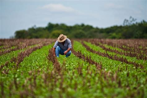 ¿cómo Beneficia La Agricultura A Las Familias Mexicanas Noticias Del