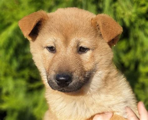 Korean Jindo Dog Puppies Breed Information And Puppies For Sale