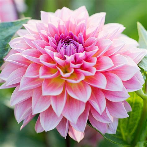 Pictures Of Dahlia This Is How The Diverse Shapes And Colors Of
