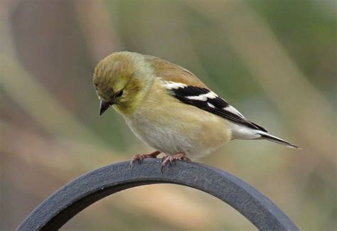 Male Goldfinch Wearing His Winter Colors 12 7 16 Bird Photo