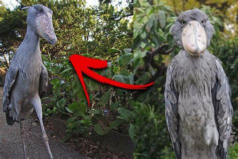 15 Rare Animals Youll Probably Never See